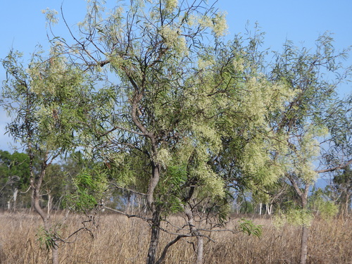 Atalaya hemiglauca, photograph 3