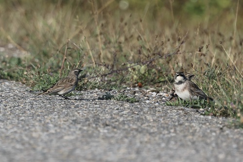 Horned Lark