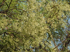 Atalaya hemiglauca, photograph author not stated, no rights reserved