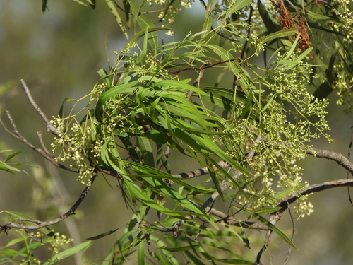 Atalaya hemiglauca
