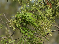 Atalaya hemiglauca