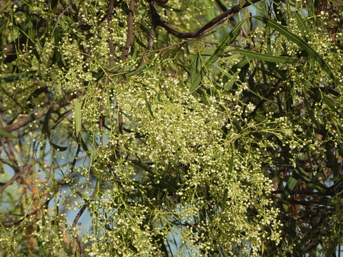 Atalaya hemiglauca, photograph 1