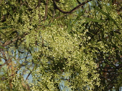 Atalaya hemiglauca, photograph author not stated, no rights reserved