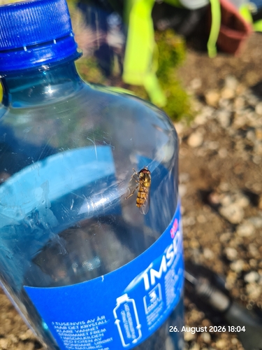 Marmalade Hover Fly