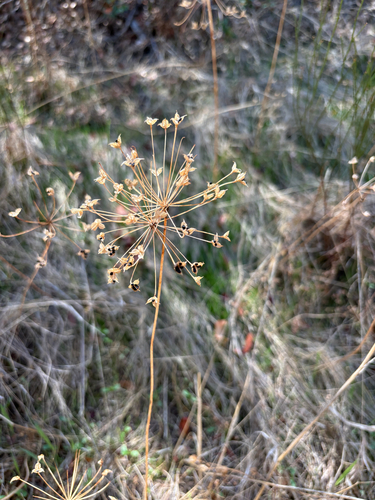 iNaturalist observation photo of goldenstar