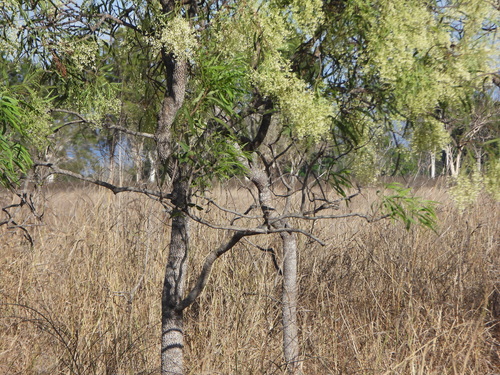Atalaya hemiglauca, photograph 4