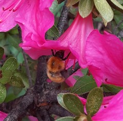 Bombus pascuorum