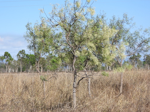 Atalaya hemiglauca, photograph 5