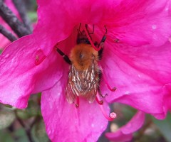 Bombus pascuorum