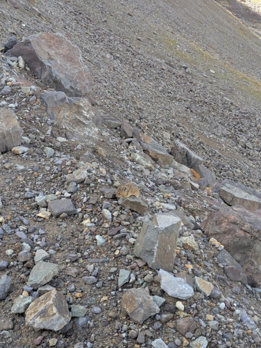 American Pika