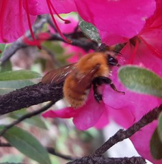 Bombus pascuorum