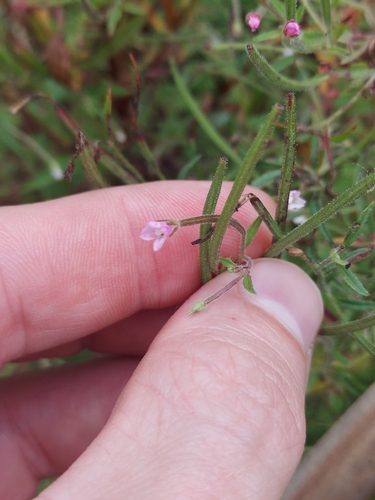 Epilobium coloratum, photograph 4