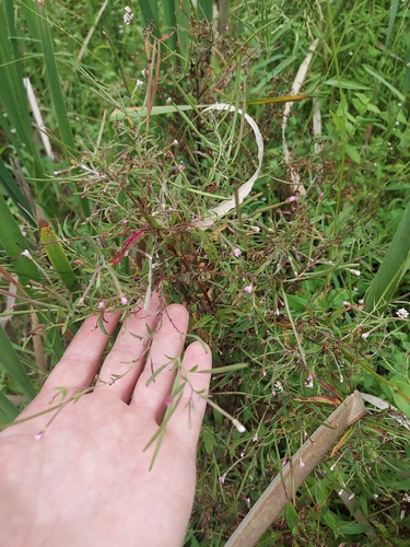 Epilobium coloratum, photograph 5