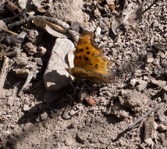 Polygonia satyrus