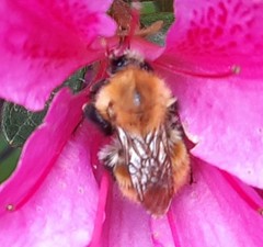 Bombus pascuorum