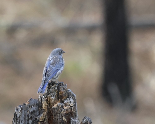 Mountain Bluebird