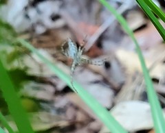 Argiope aurantia image