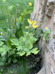 Chelidonium majus