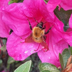 Bombus pascuorum