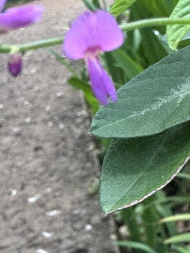 Desmodium tortuosum observed 2026-09-12