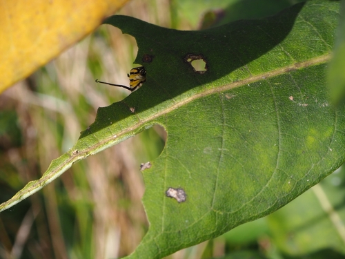 Monarch