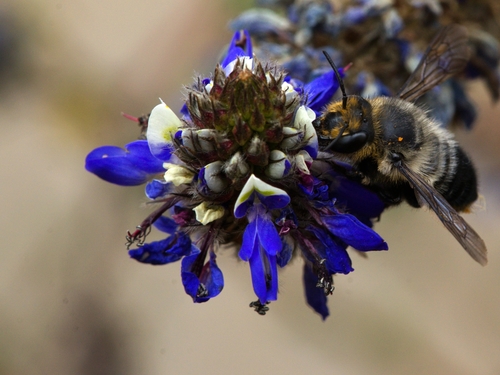 Dalea coerulea, 2026-09-12