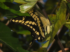 Heraclides thoas