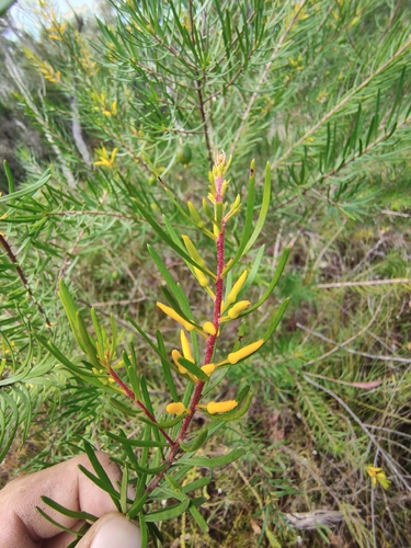 Persoonia virgata observed 2026-09-13