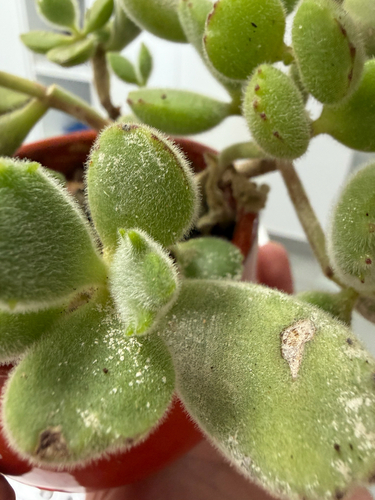 Bear-paws
