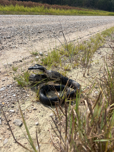 Central Ratsnake