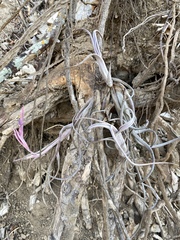 Tillandsia intermedia