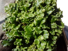 Marchantia polymorpha ruderalis