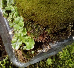 Marchantia polymorpha ruderalis