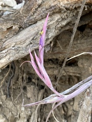 Tillandsia intermedia