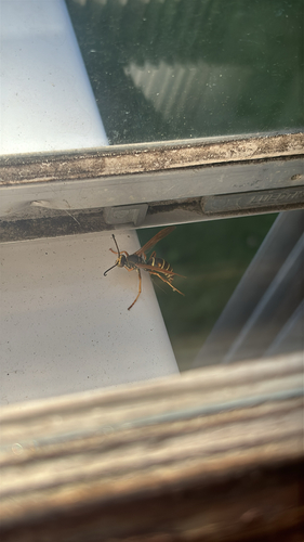 Northern Paper Wasp