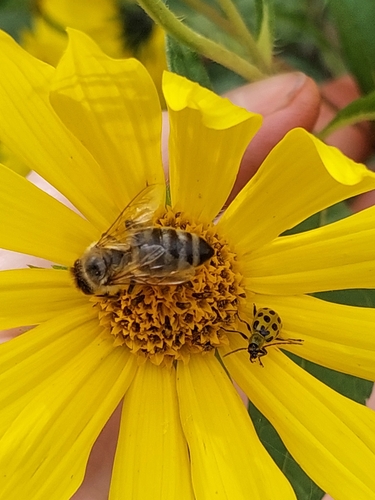 Spotted Cucumber Beetle