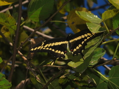 Heraclides thoas