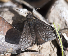 Erynnis telemachus