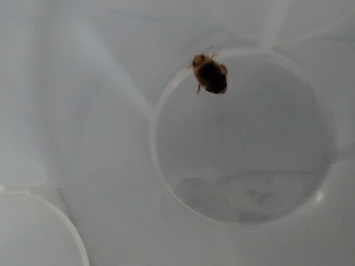 Laccophilus fasciatus rufus