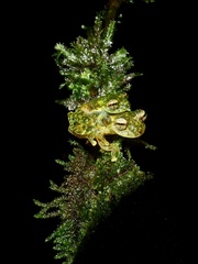 Sachatamia albomaculata