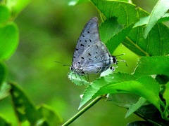 Pseudolycaena