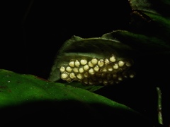 Sachatamia albomaculata