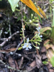 Epidendrum blepharistes