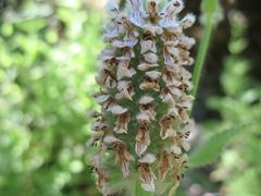 Stachys pycnantha