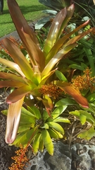 Aechmea blanchetiana