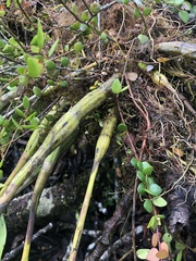 Epidendrum blepharistes