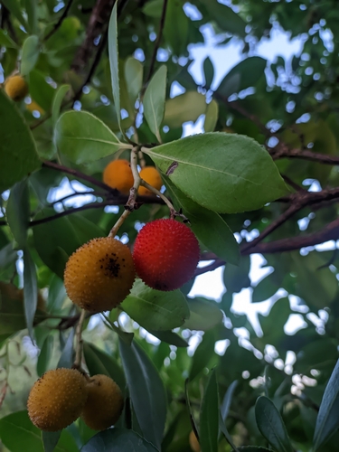 strawberry tree