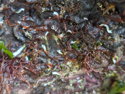 Lomentaria articulata observed 2026-09-12