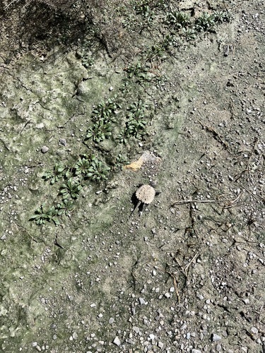 Common Snapping Turtle