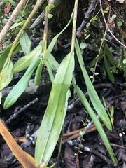 Epidendrum blepharistes